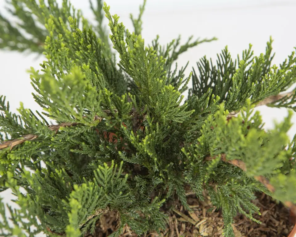 Sabina Rastrera 'Tamariscifolia' (Juniperus sabina)