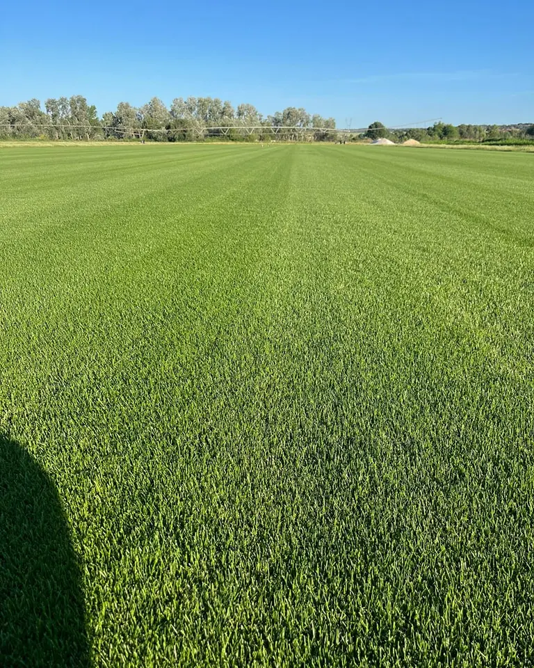 Tepe Natural Rye Blue
