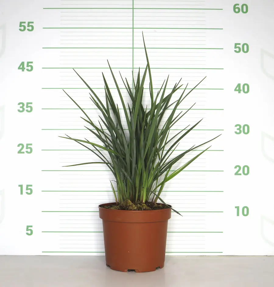 Dianella 'Coolvista' C-2 Lts.