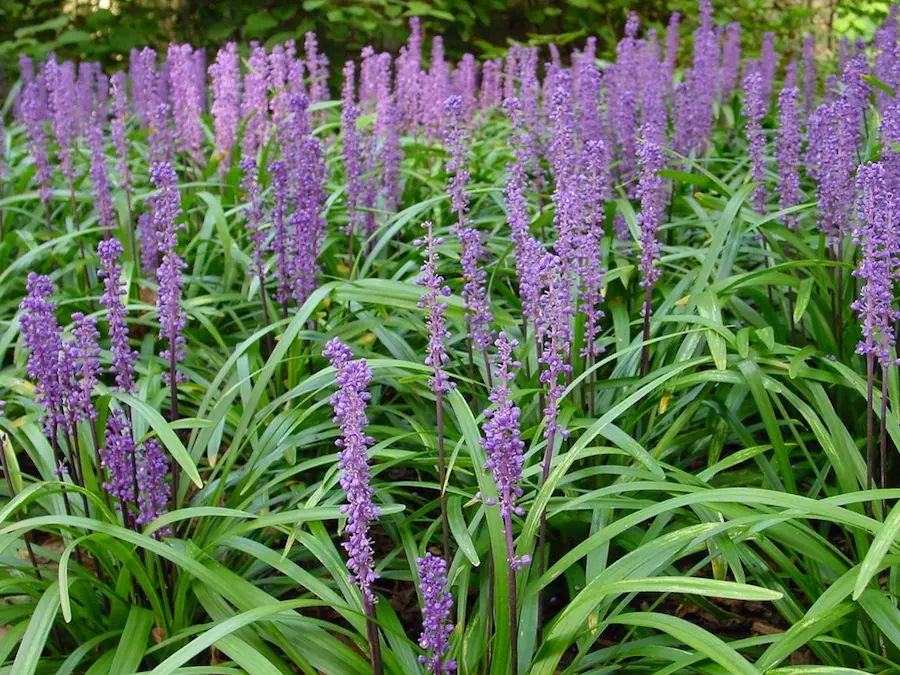Liriope muscari 'Big Blue'