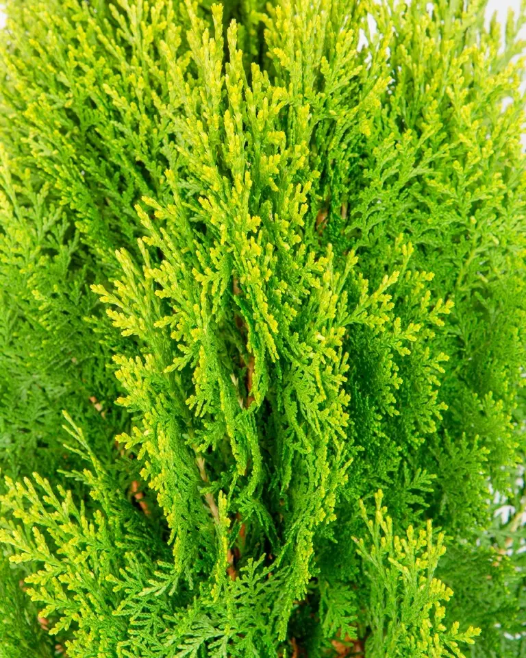 Tuya 'Aurea Nana' (Platycladus orientalis)