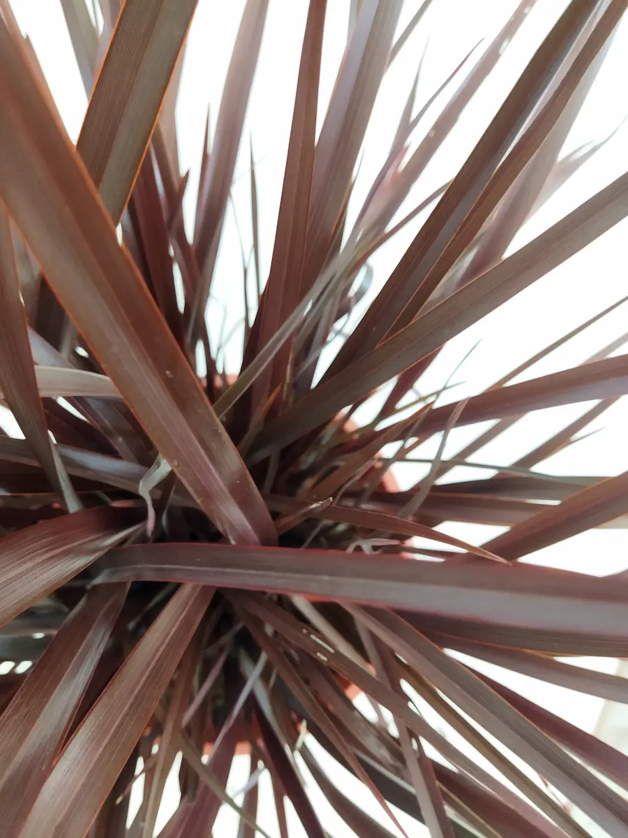 Phormium 'Amazing Red': Una Llama de Color para tu Jardín Moderno