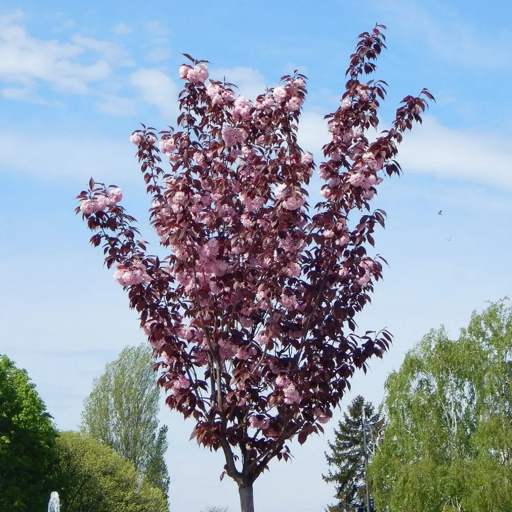 Cerezo Japonés 'Royal Burgundy' (Prunus serrulata) - Gran Formato
