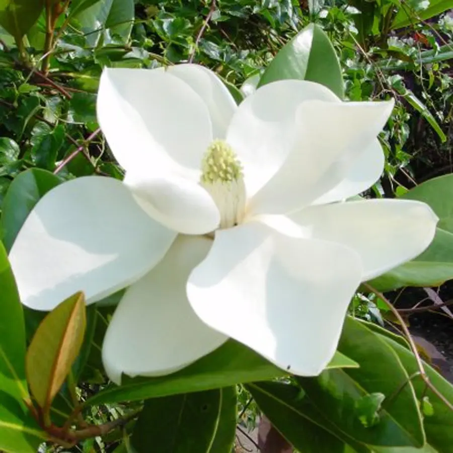 Magnolia Grandiflora: Perfume y Elegancia Monumental