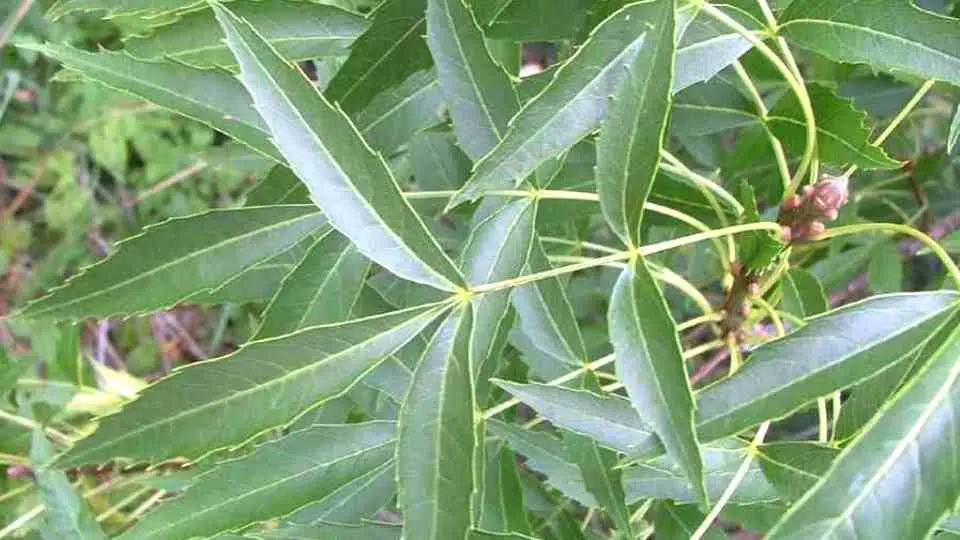 Fresno de Hoja Estrecha (Fraxinus angustifolia) - Gran Formato