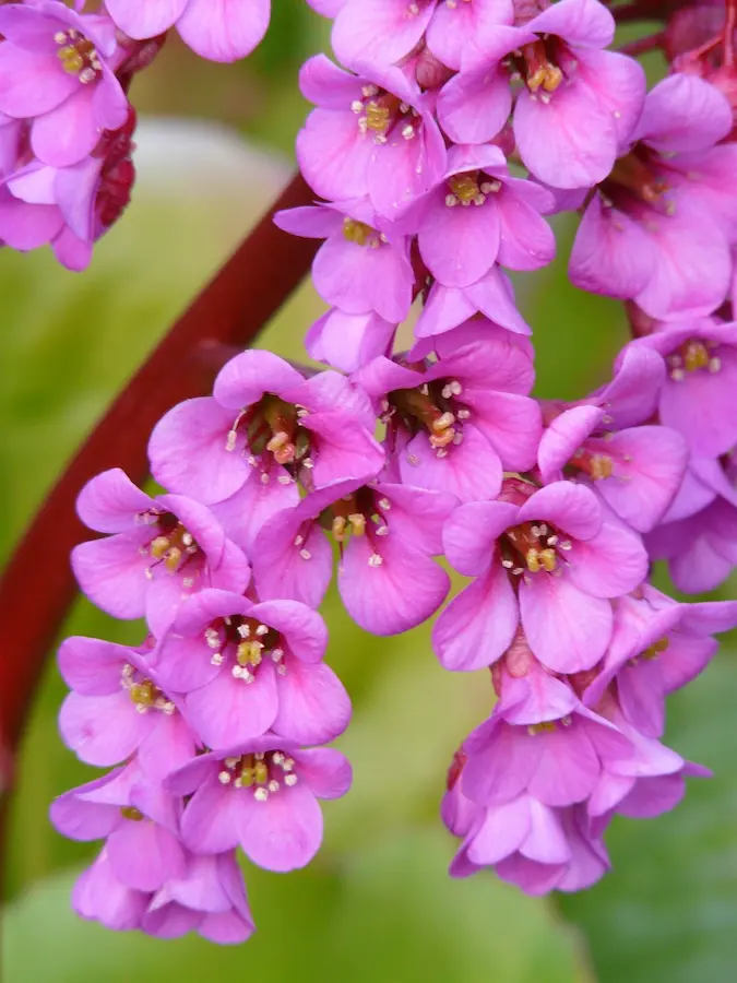 Bergenia cordifolia (Hortensia de Invierno)