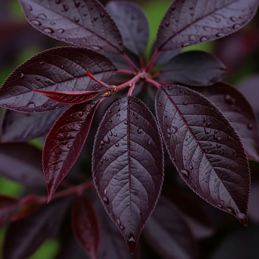 Ciruelo Rojo (Prunus cerasifera 'Pissardii') - Gran Formato