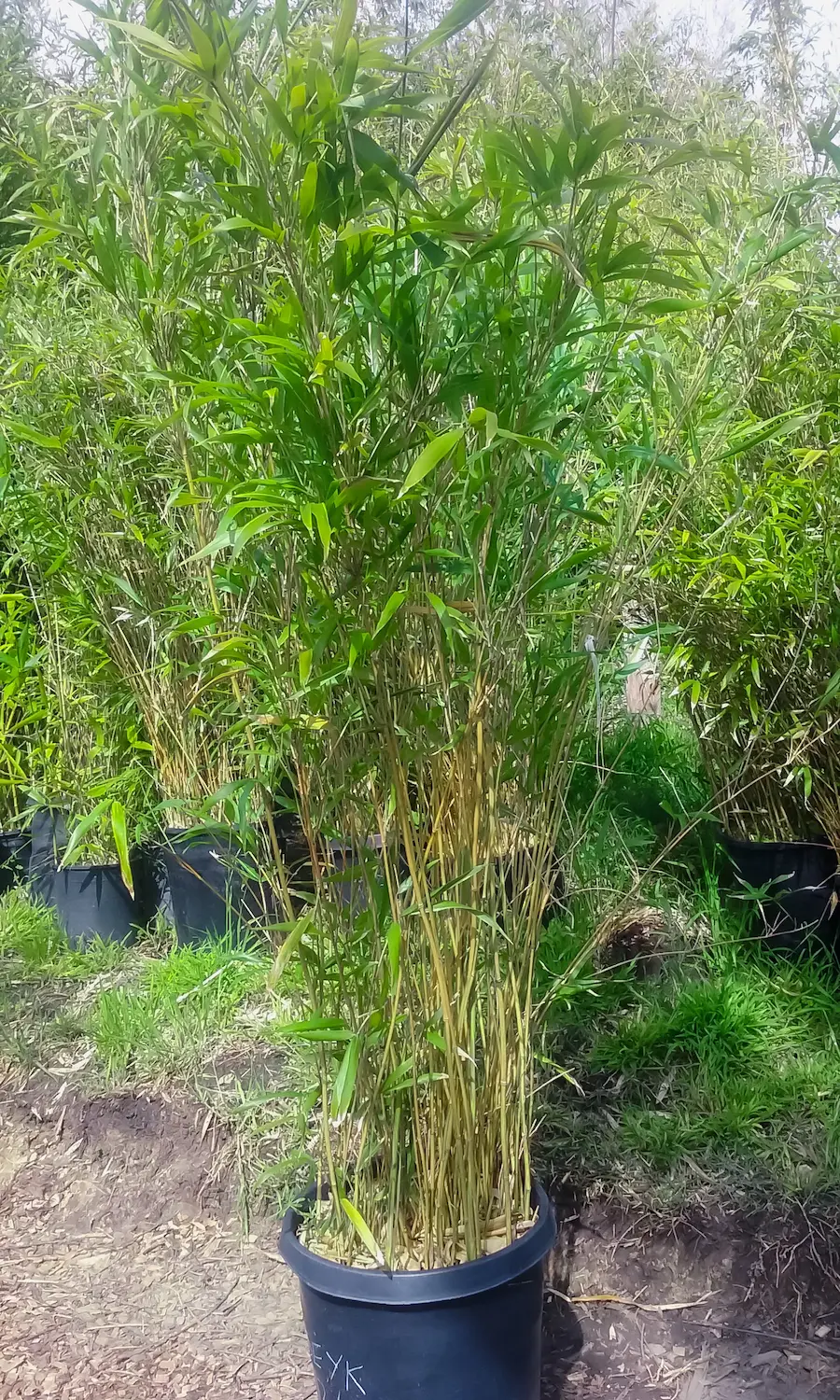 Bambú Dorado-Verde 'Kimmei' (Semiarundinaria yashadake)