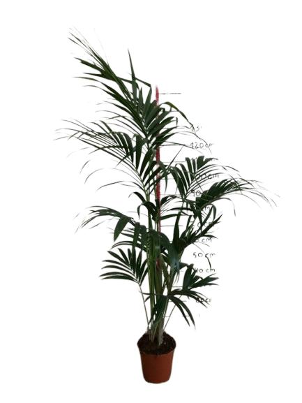 Palma Kentia (Howea forsteriana)