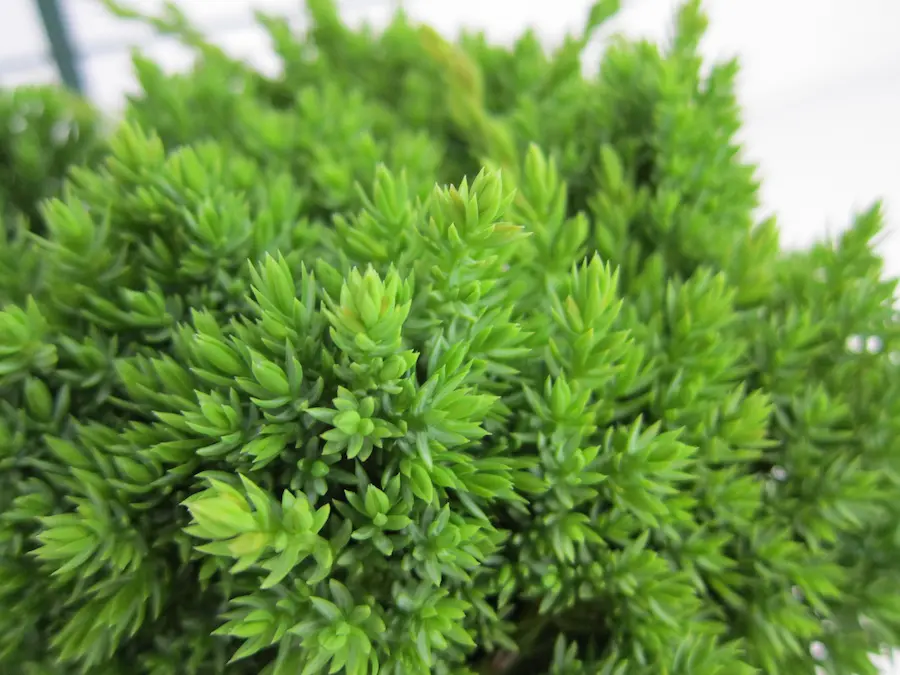 Enebro Japonés Rastrero 'Nana' (Juniperus procumbens)