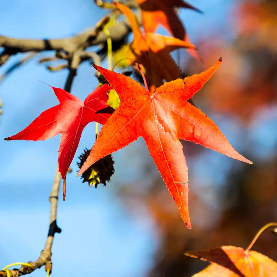Liquidámbar (Liquidambar styraciflua) - Gran Formato