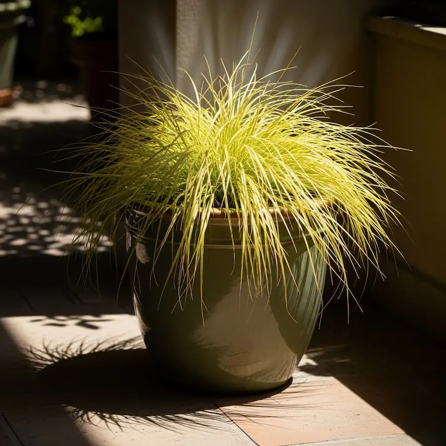 Carex 'Lady Sunshine': Un Rayo de Sol en la Sombra