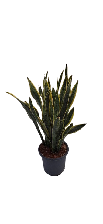 Sansevieria Laurentii: La Escultura Viviente que Purifica tu Hogar