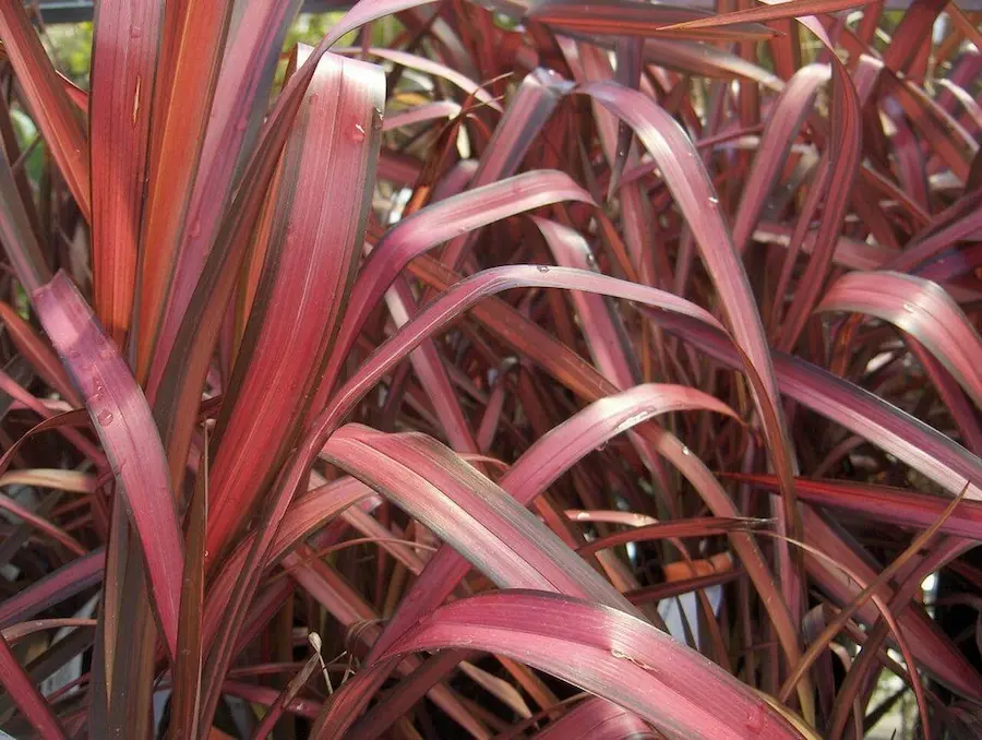 Phormium 'Rainbow Maiden': Un Arcoíris de Color en tu Jardín