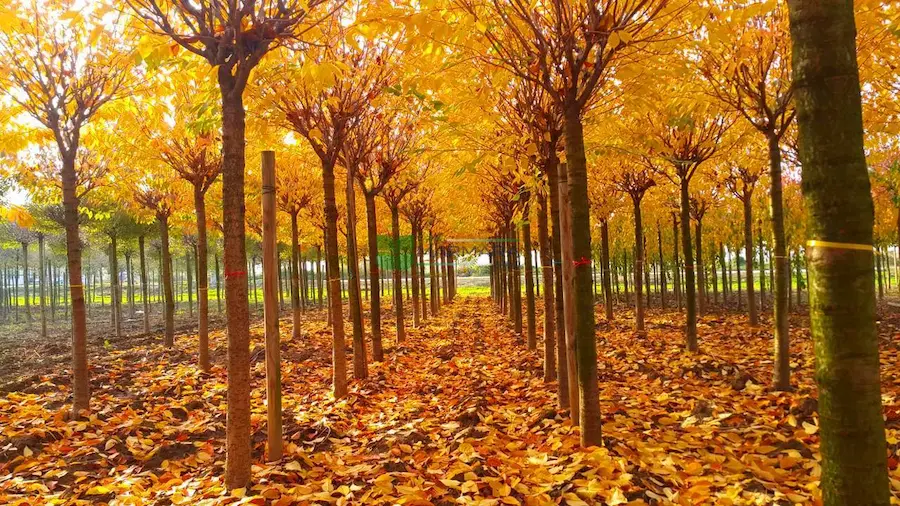 Cerezo Japonés 'Kanzan' (Prunus serrulata) - Gran Formato