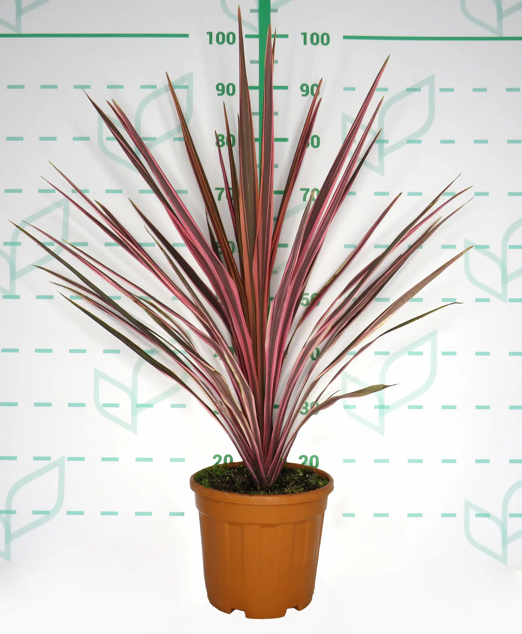 Cordyline 'Pink Fire'