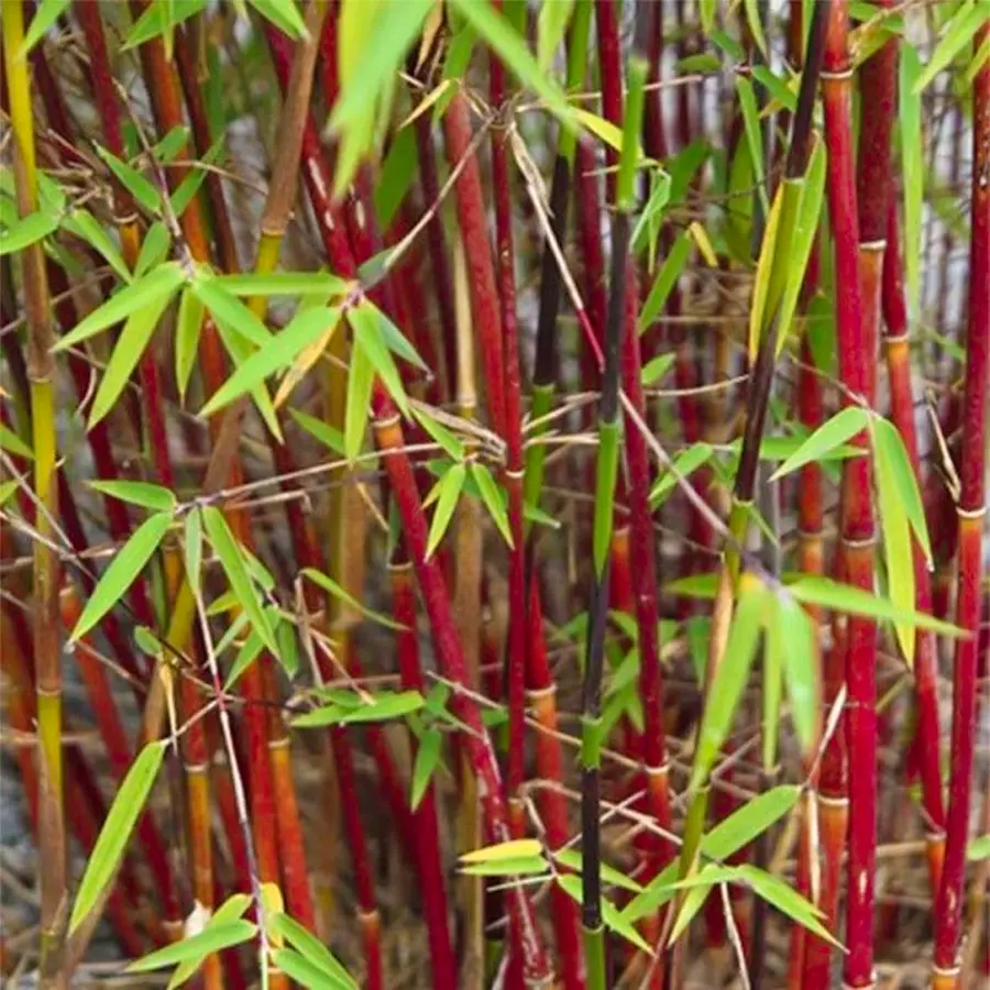 Bambú No Invasor Fargesia scabrida 'Asian Wonder'
