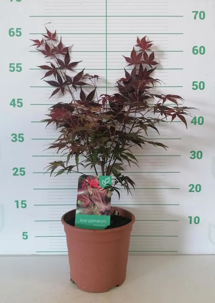 Arce Japonés Púrpura (Acer palmatum 'Atropurpureum'): La Joya del Jardín Oriental