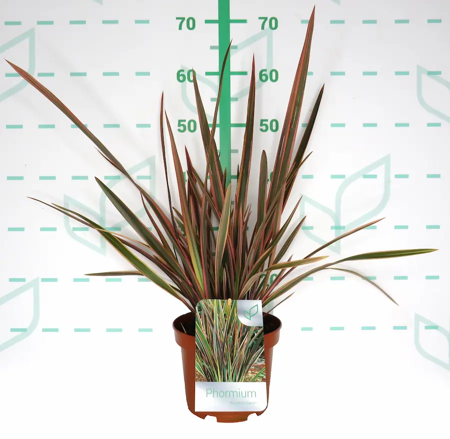 Phormium 'Rainbow Queen': La Reina del Color en tu Jardín