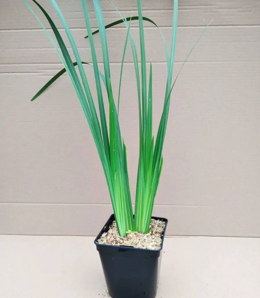Dietes bicolor (Lirio Africano Bicolor)