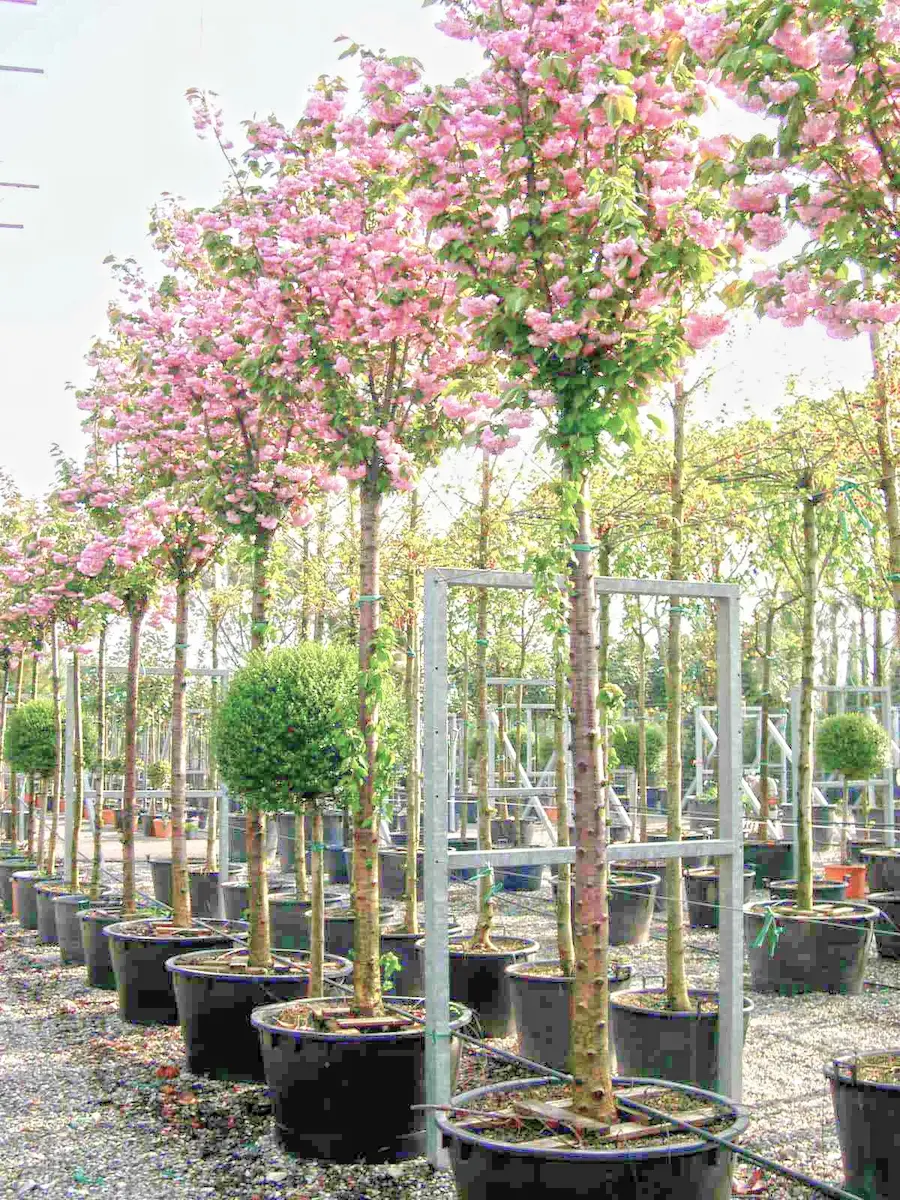 Cerezo Japonés 'Kanzan' (Prunus serrulata) - Gran Formato