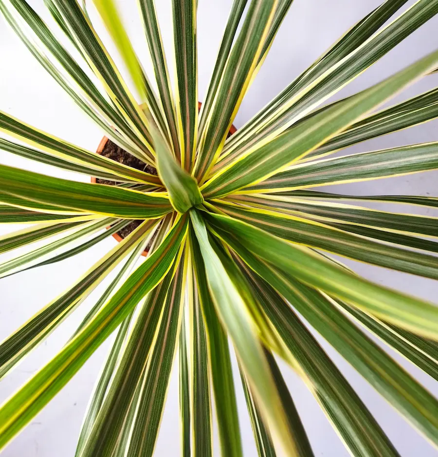 Cordyline australis 'Torbay Dazzler'