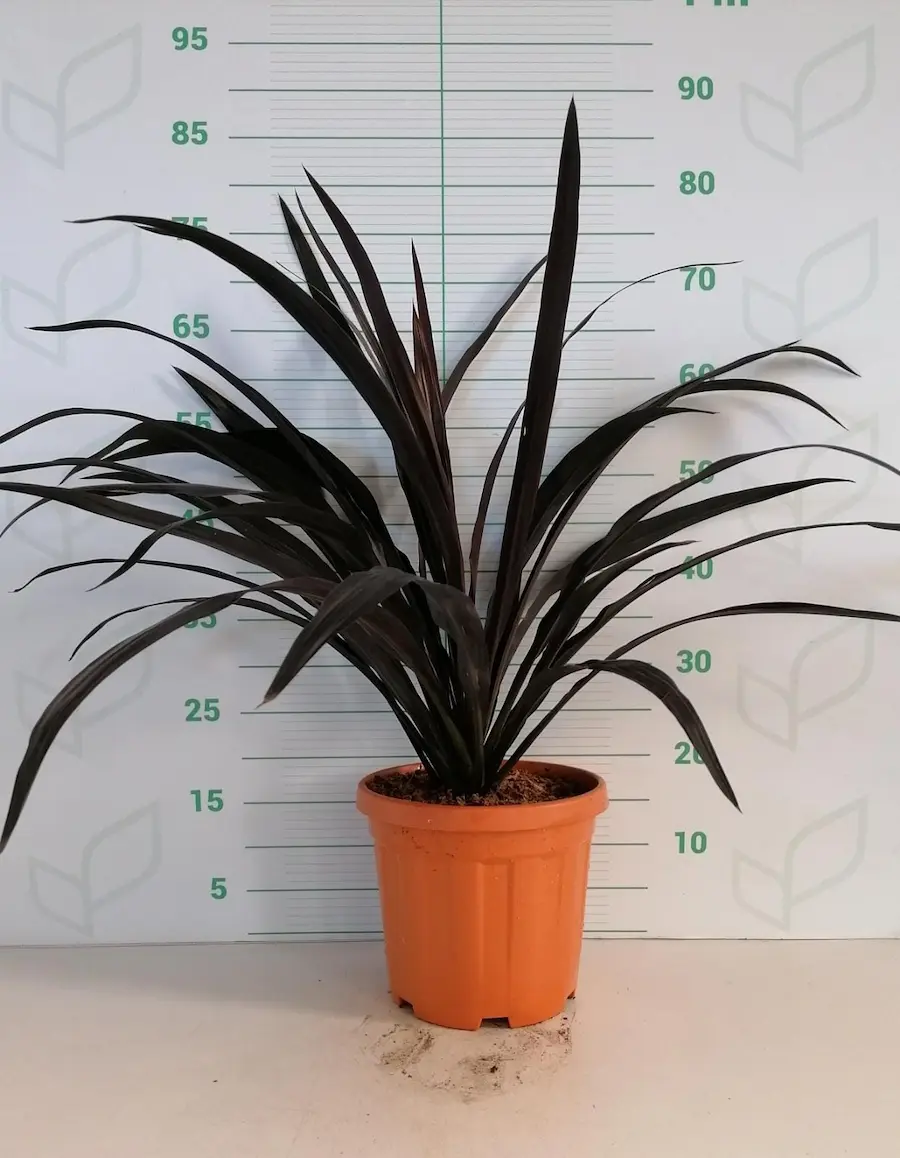 Cordyline 'Renegade'