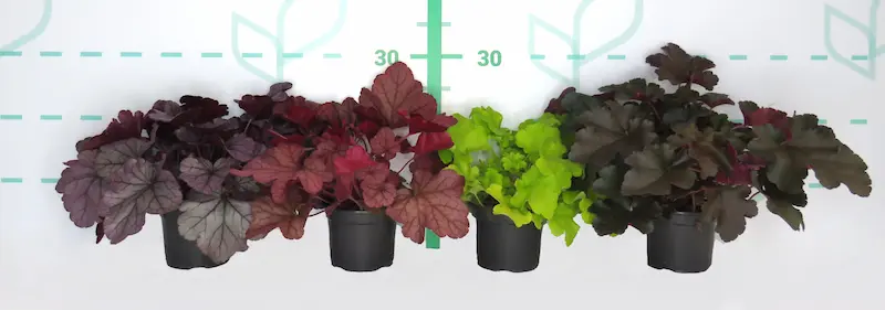 Colección de Heucheras