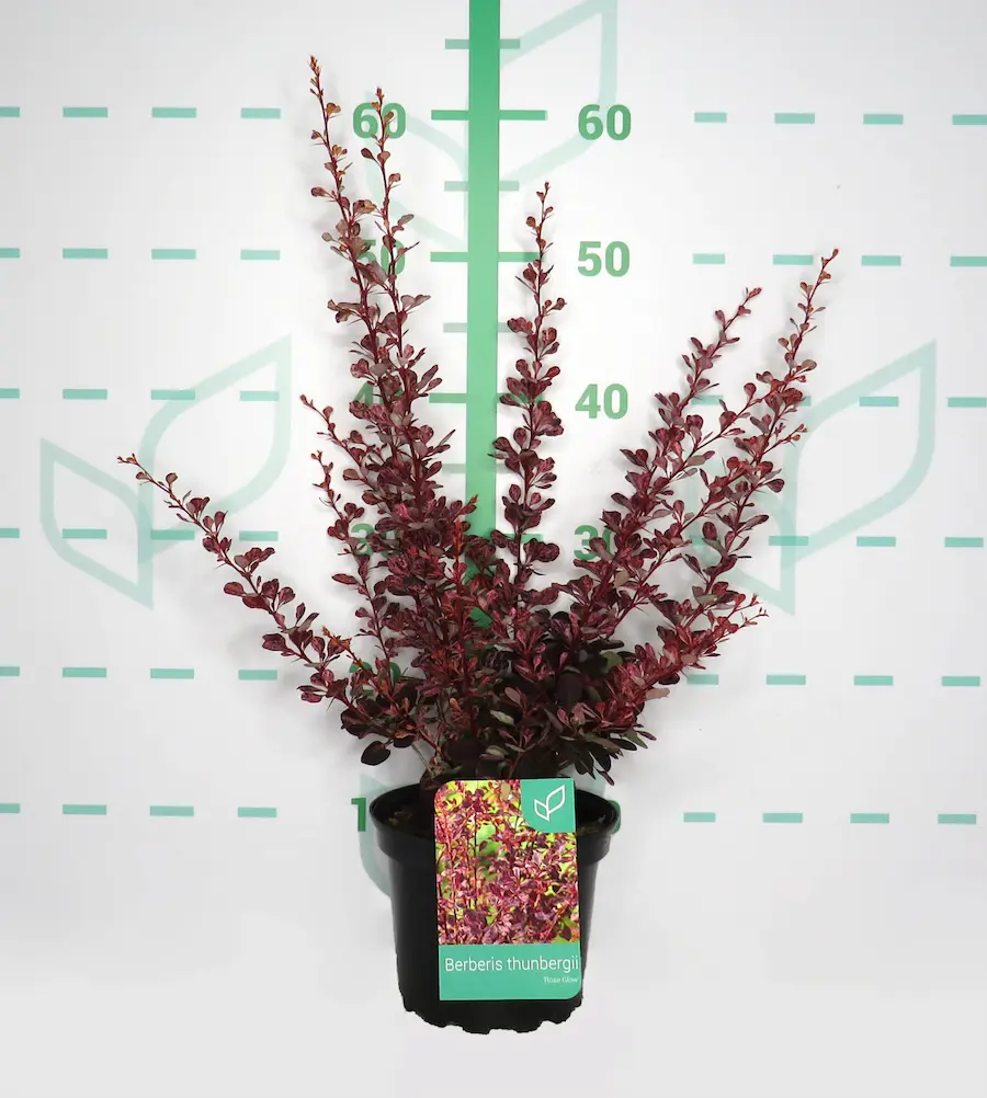 Berberis 'Rose Glow': Pinceladas de Rosa en tu Jardín