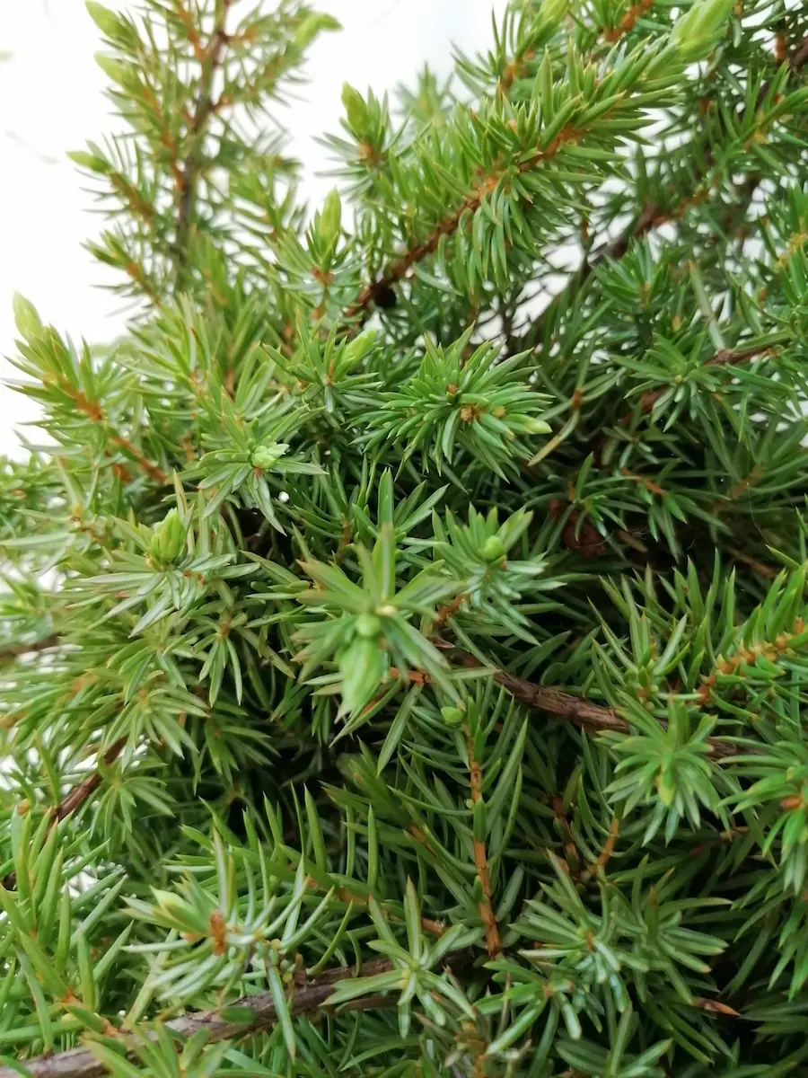 Juniperus conferta 'Schlager' - Enebro Rastrero 'Schlager' 