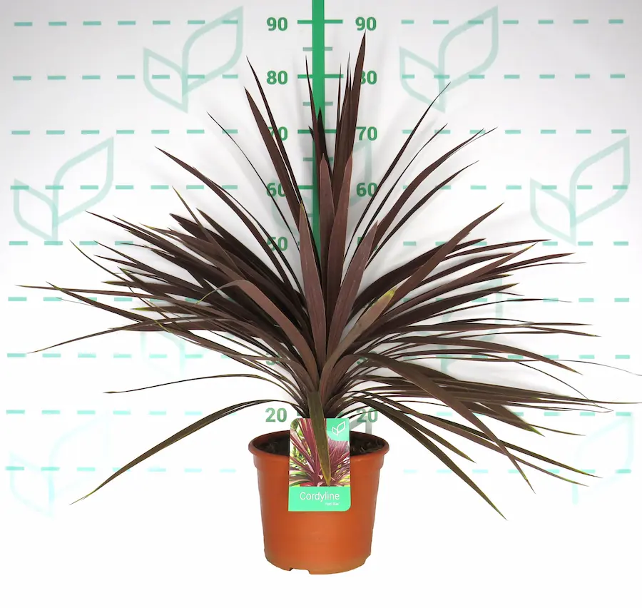 Cordyline australis 'Red Star'