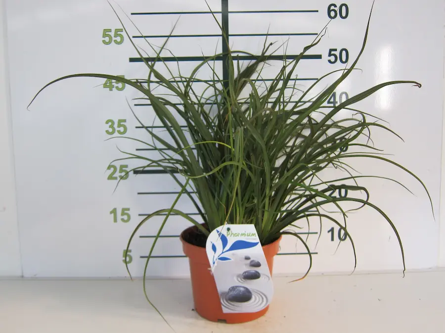 Phormium 'Surfer Green': Las Olas del Jardín