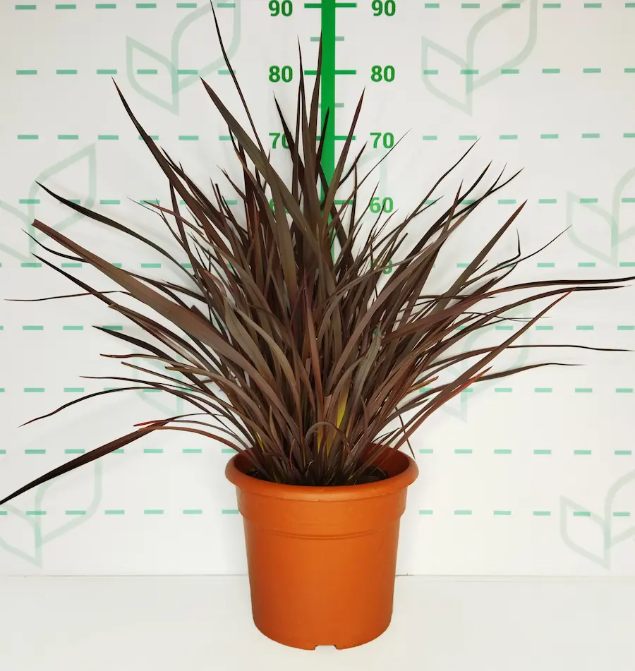 Phormium 'Amazing Red': Una Llama de Color para tu Jardín Moderno
