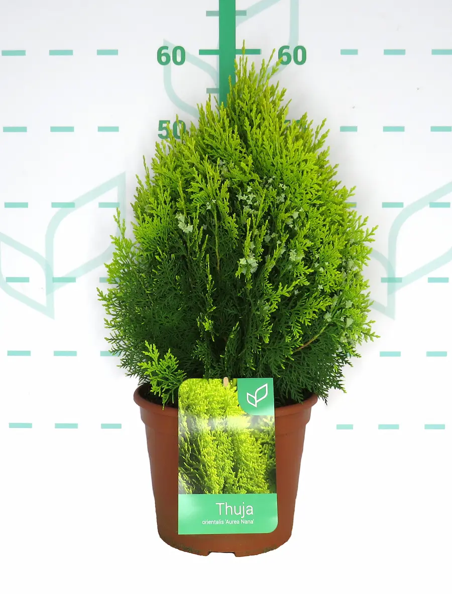 Tuya 'Aurea Nana' (Platycladus orientalis)