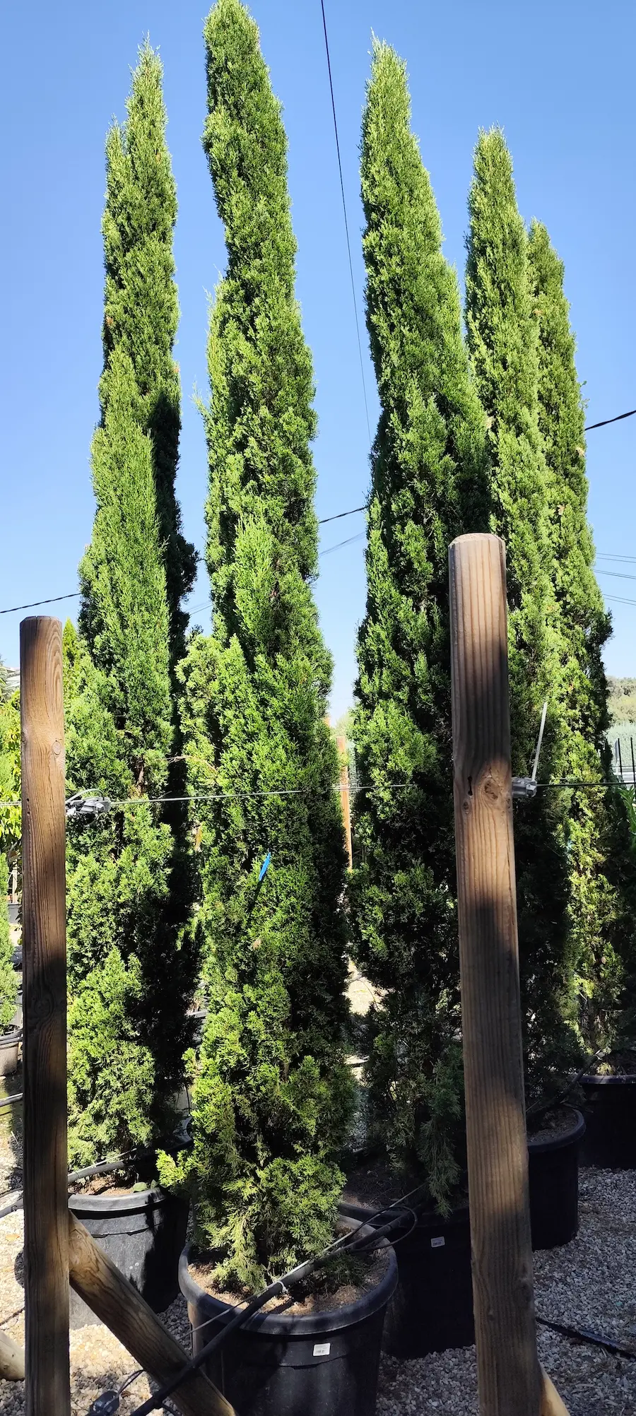 Ciprés 'Totem' (Cupressus sempervirens 'Totem') - 3 metros de altura