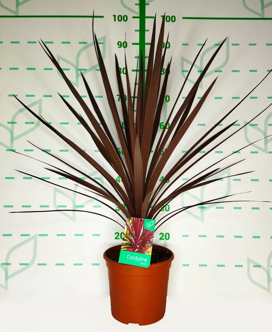 Cordyline australis 'Red Star'