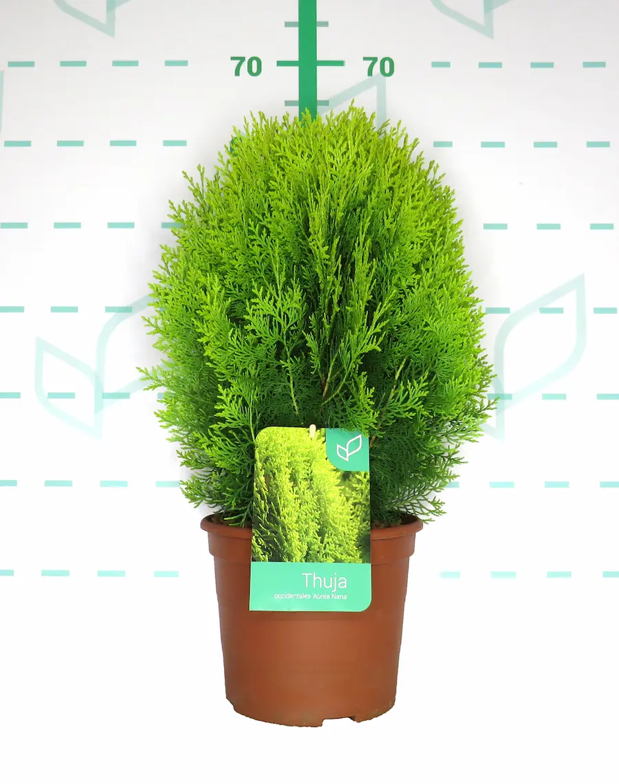Tuya 'Aurea Nana' (Platycladus orientalis)