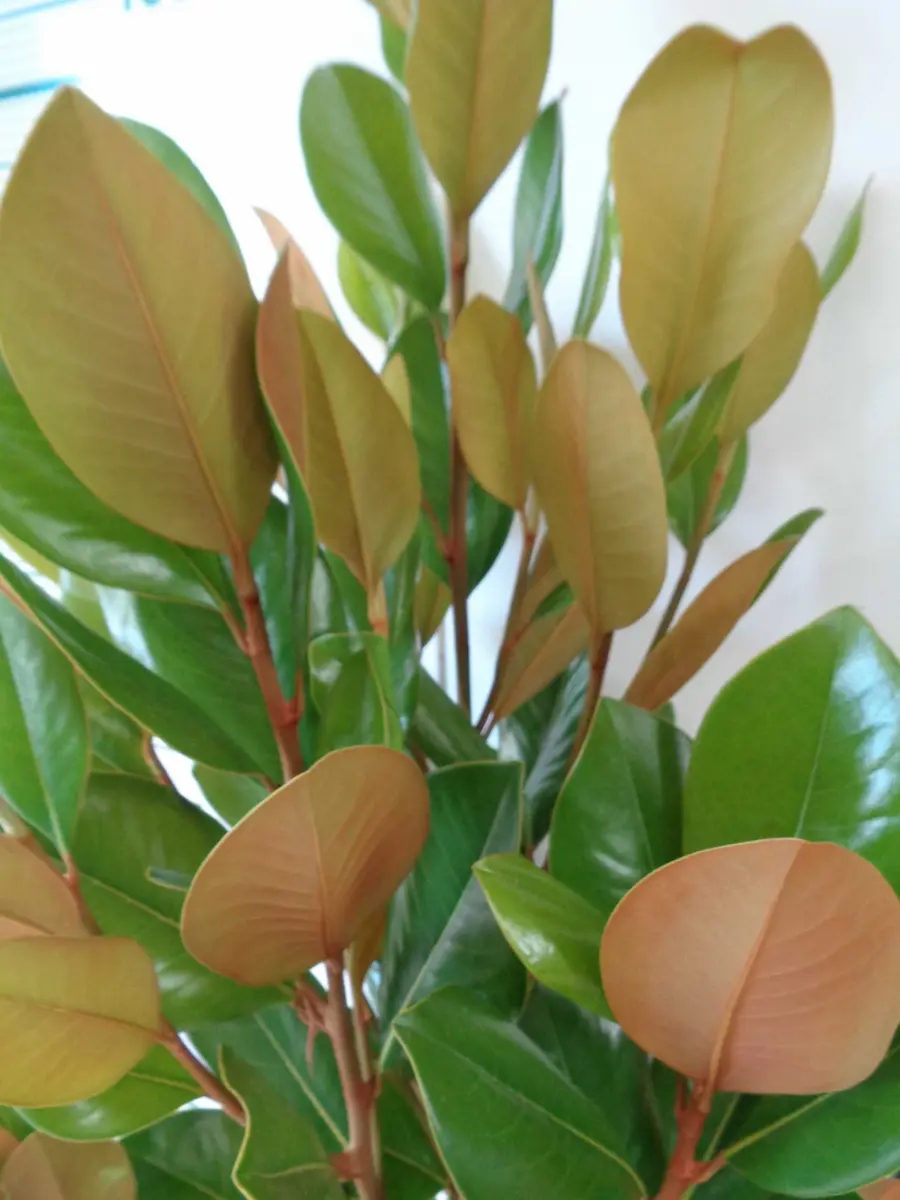 Magnolia Grandiflora: Perfume y Elegancia Monumental