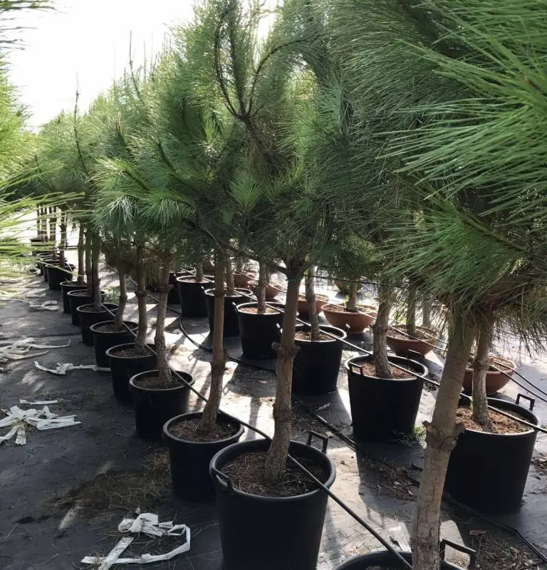 Pino Piñonero (Pinus pinea) - Gran Formato