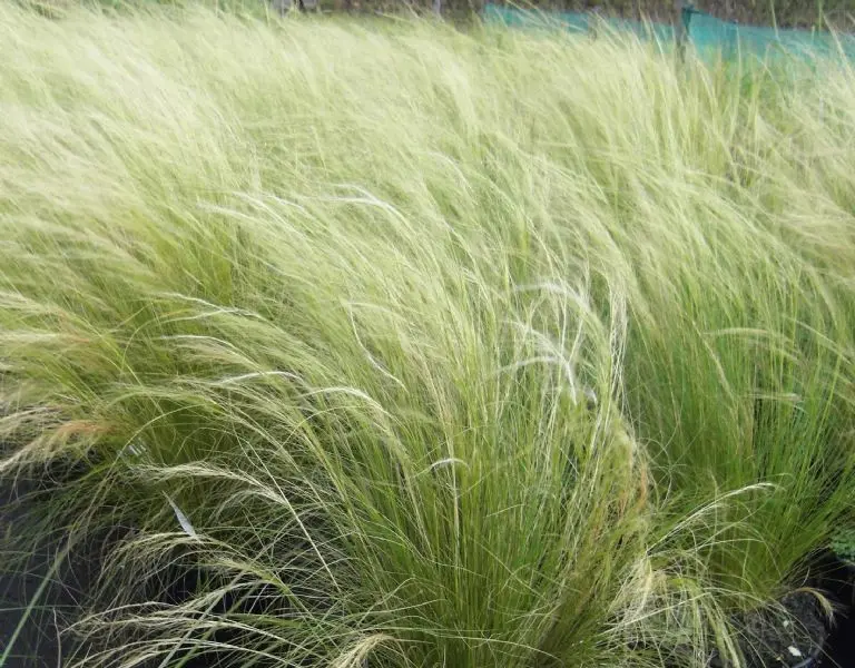 Stipa tenuissima 'Ponytails': El Pelo de Ángel que Baila con el Viento