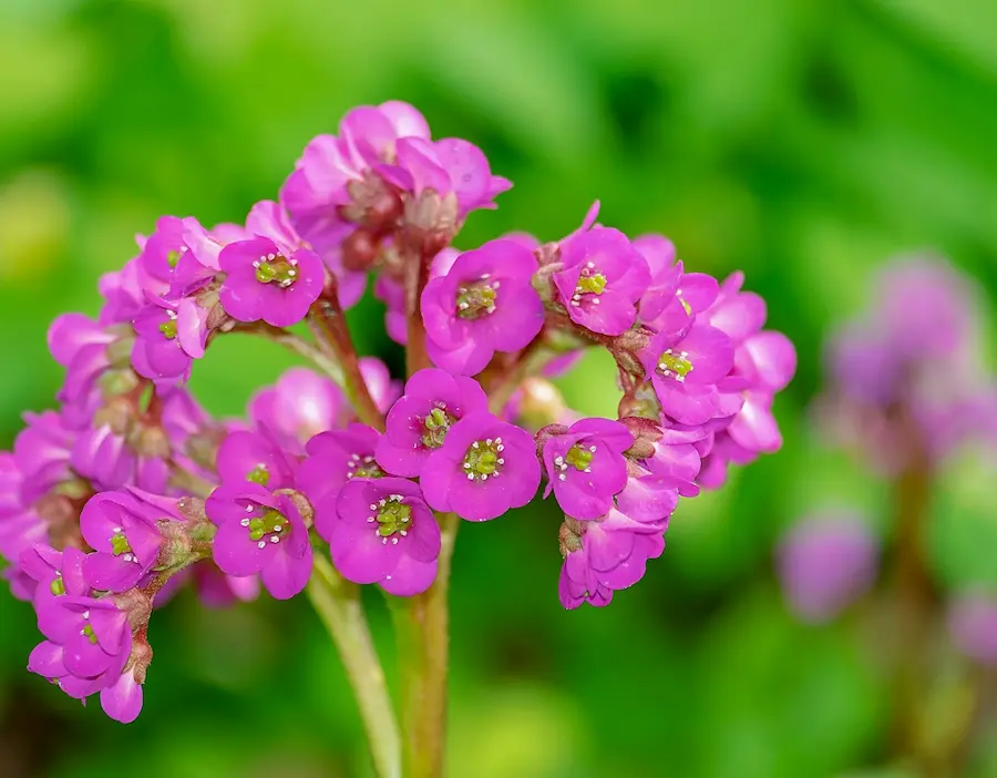 Bergenia cordifolia (Hortensia de Invierno)