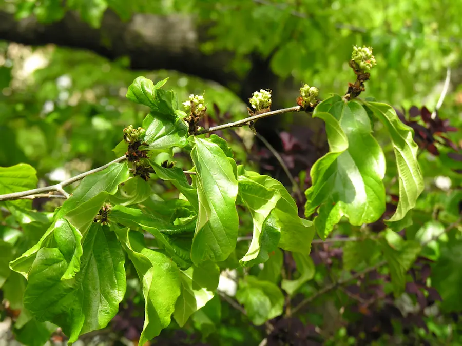 Árbol de Hierro (Parrotia persica) - Gran Formato