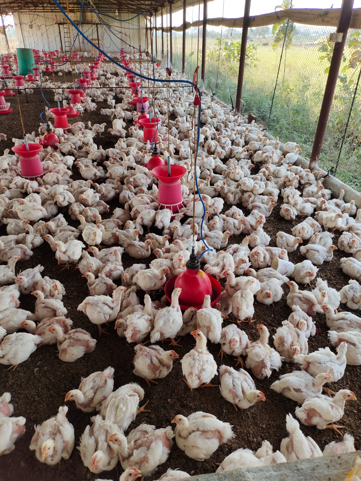 Broiler Chicken Mini