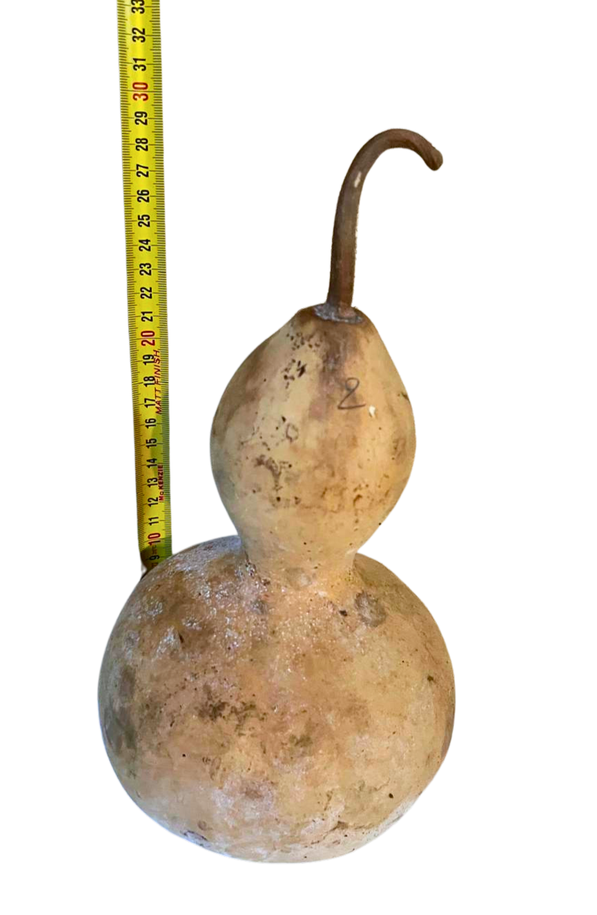 Courge brute à transformer