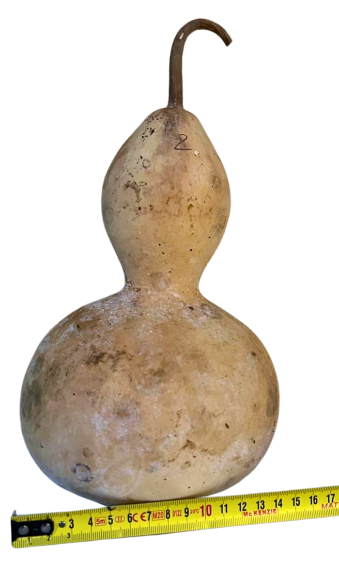 Courge brute à transformer
