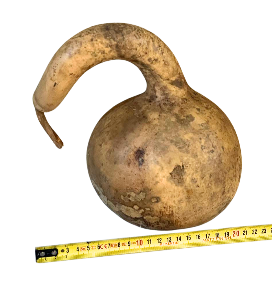 Courge brute à transformer
