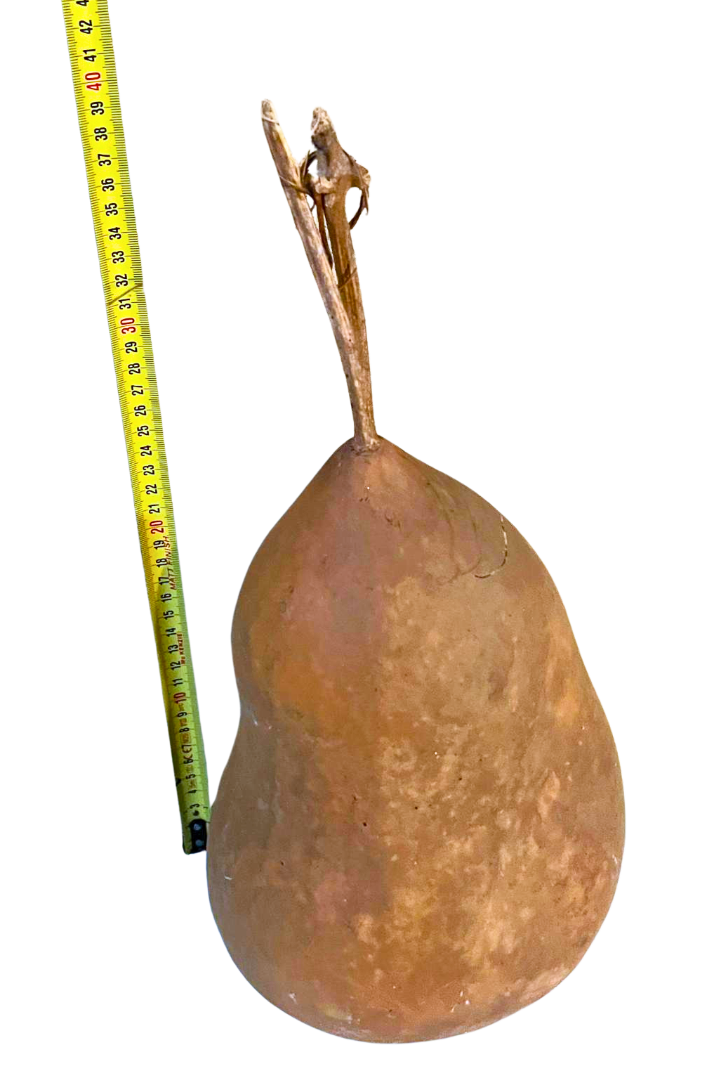 Courge brute à transformer