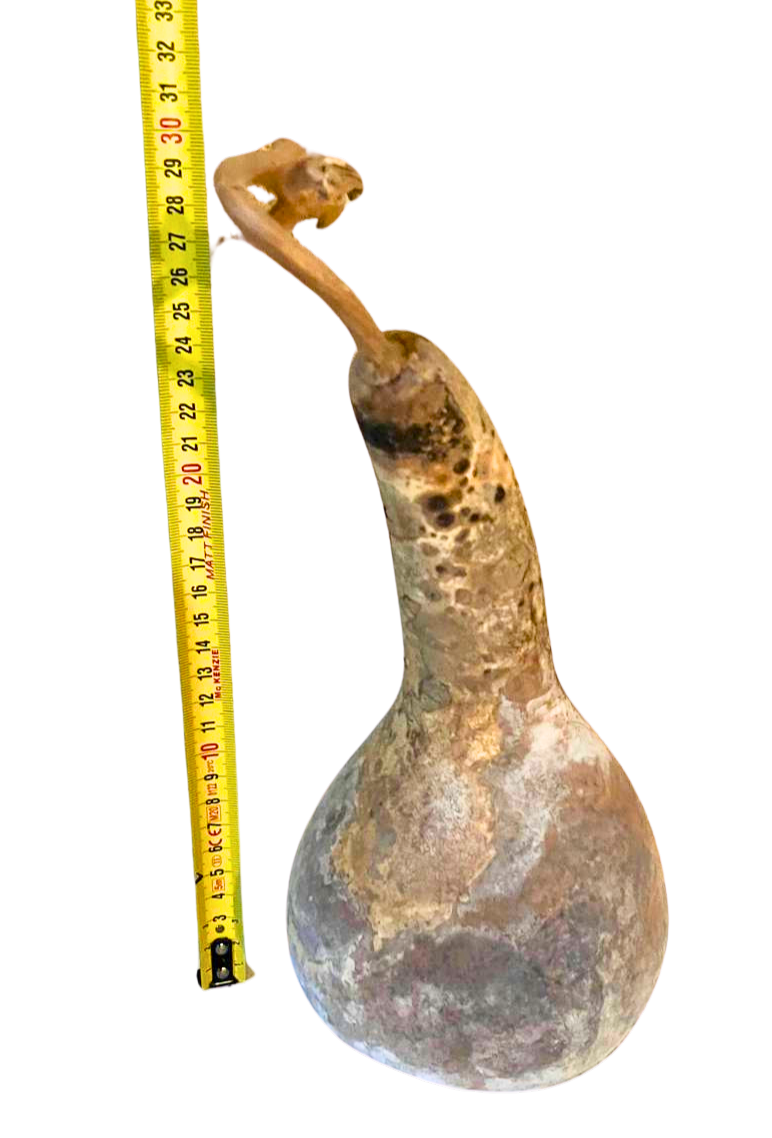 Courge brute à transformer