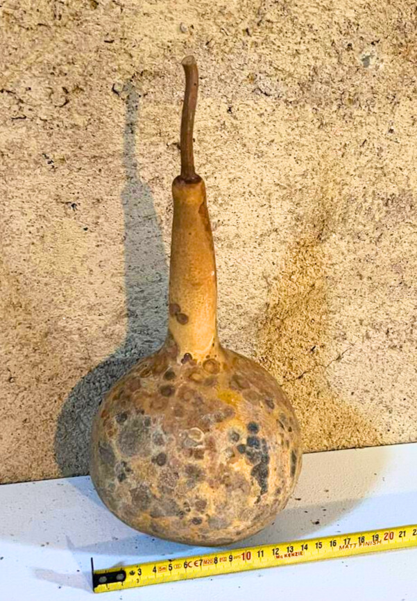 Courge brute à transformer
