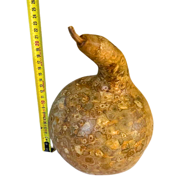 Courge brute à transformer